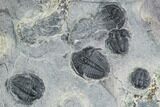 Bolaspidella & Elrathia Trilobite Cluster - Utah #105519-2